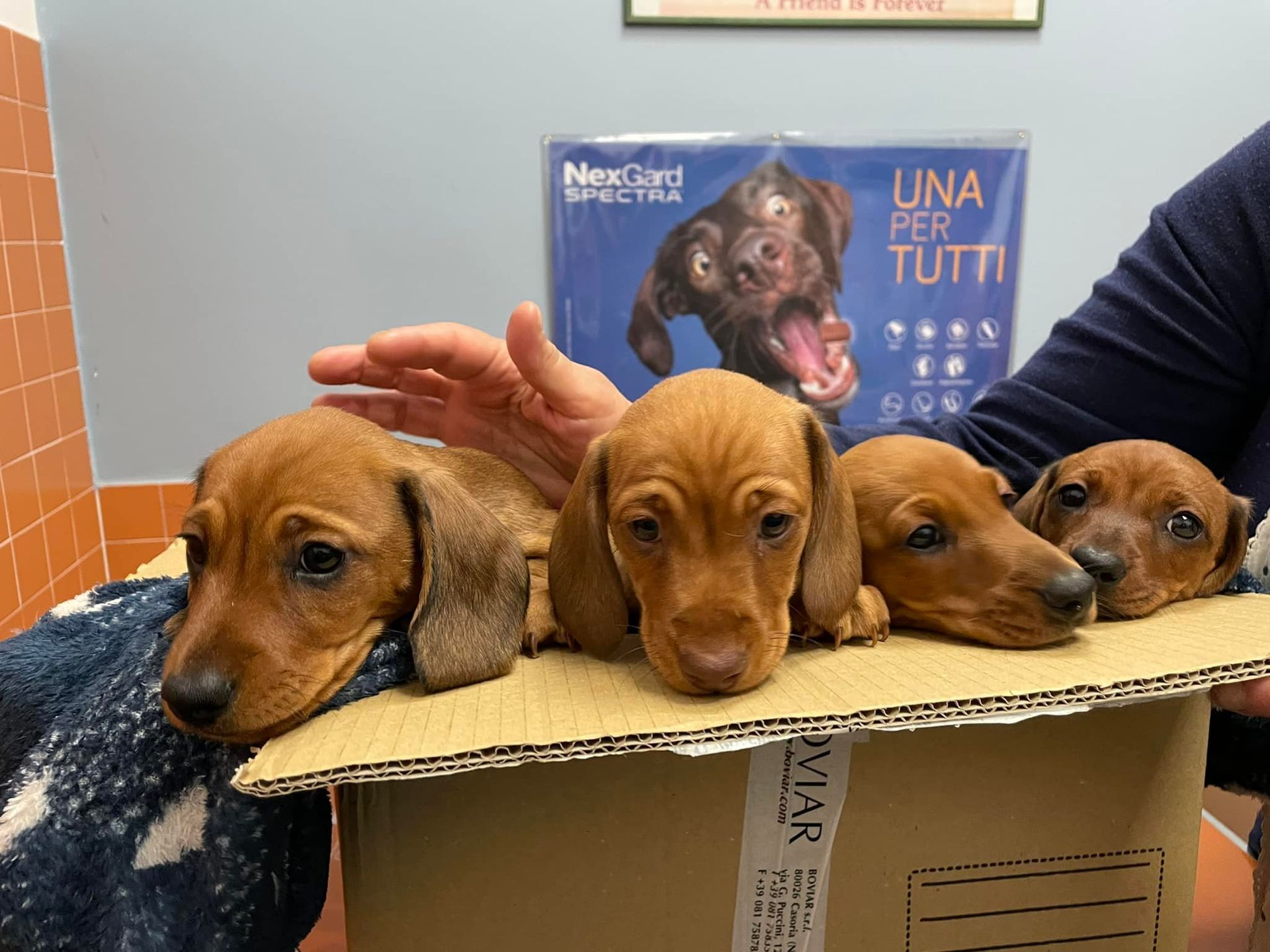 Quattro cuccioli marroni sono seduti in una scatola di cartone mentre una mano accarezza dolcemente quello a sinistra.