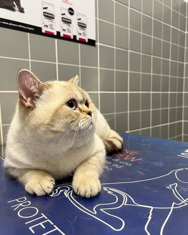 Un gatto British Shorthair color crema seduto su un lettino da visita blu in una clinica con pareti piastrellate.