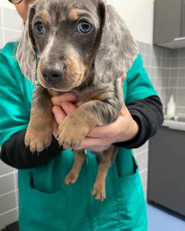 In un ambiente clinico, una persona in uniforme verde tiene in braccio un cucciolo di bassotto pomellato con occhi azzurri e macchie color cuoio.