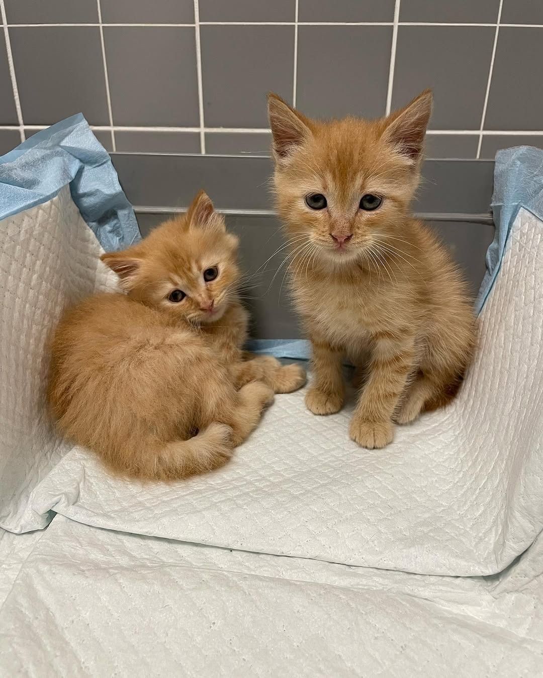 Due gattini tigrati arancioni sono seduti su un tappetino assorbente bianco contro una parete piastrellata di grigio.