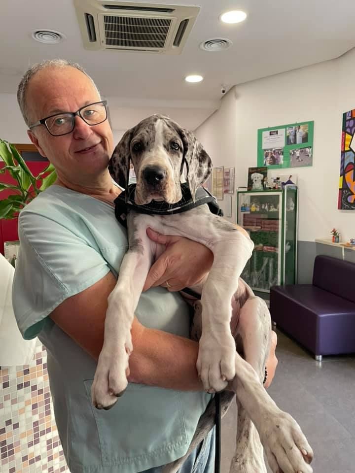 In una clinica veterinaria, una persona con indosso una divisa medica chiara tiene in braccio un cucciolo di alano di grossa taglia e dal pelo maculato.