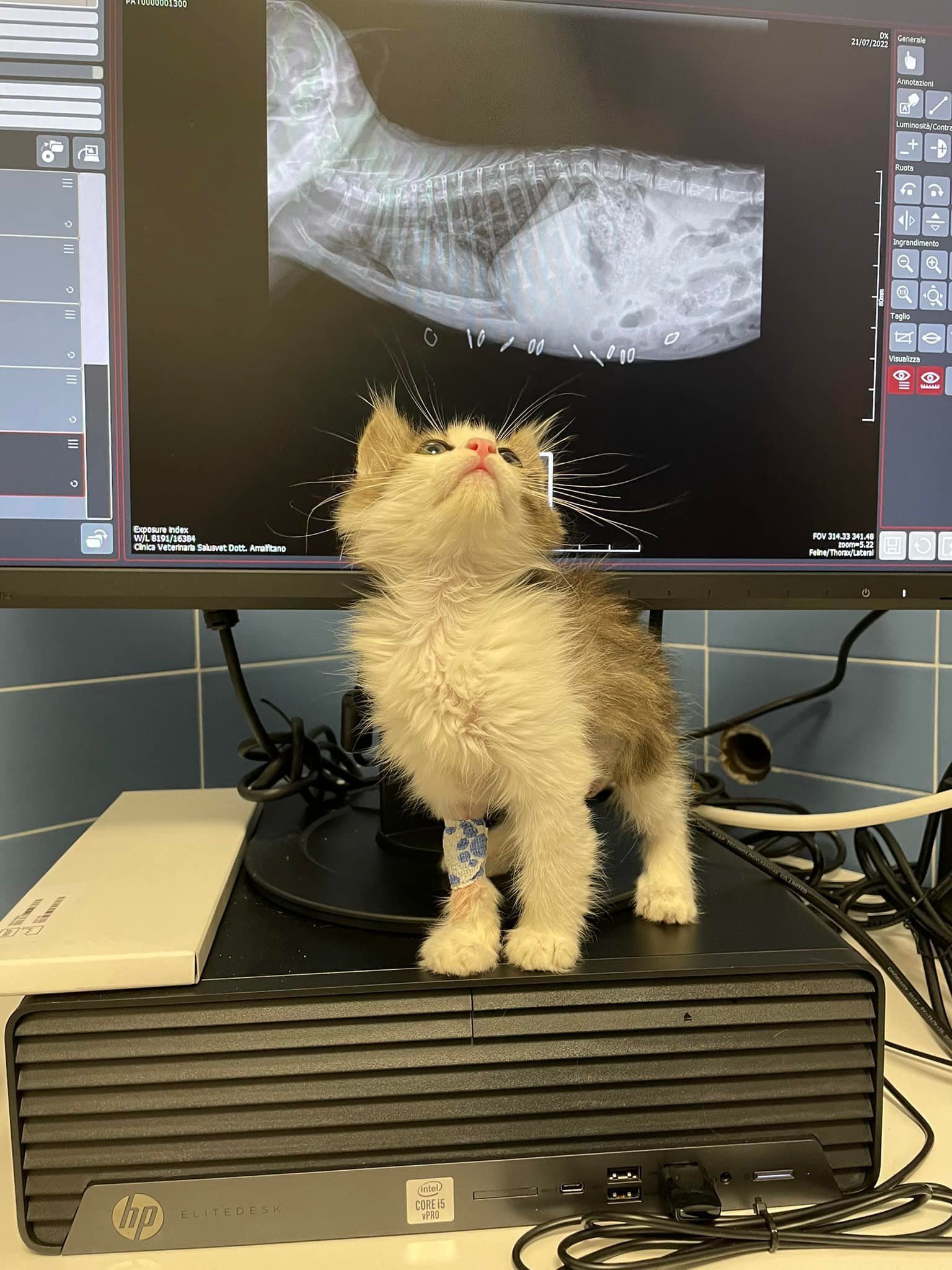 Un piccolo gattino con una flebo sulla zampa è in piedi su un computer, di fronte a una radiografia visualizzata su un monitor.