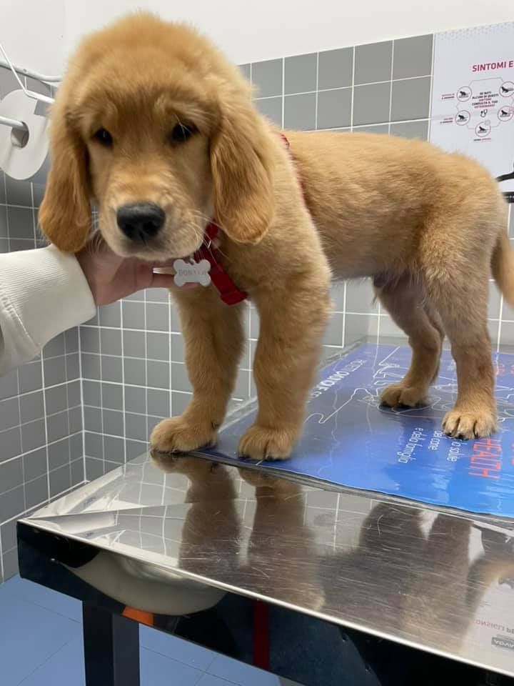 Un cucciolo dorato è in piedi su un tavolo metallico da visita veterinaria mentre una persona gli tiene il collare.