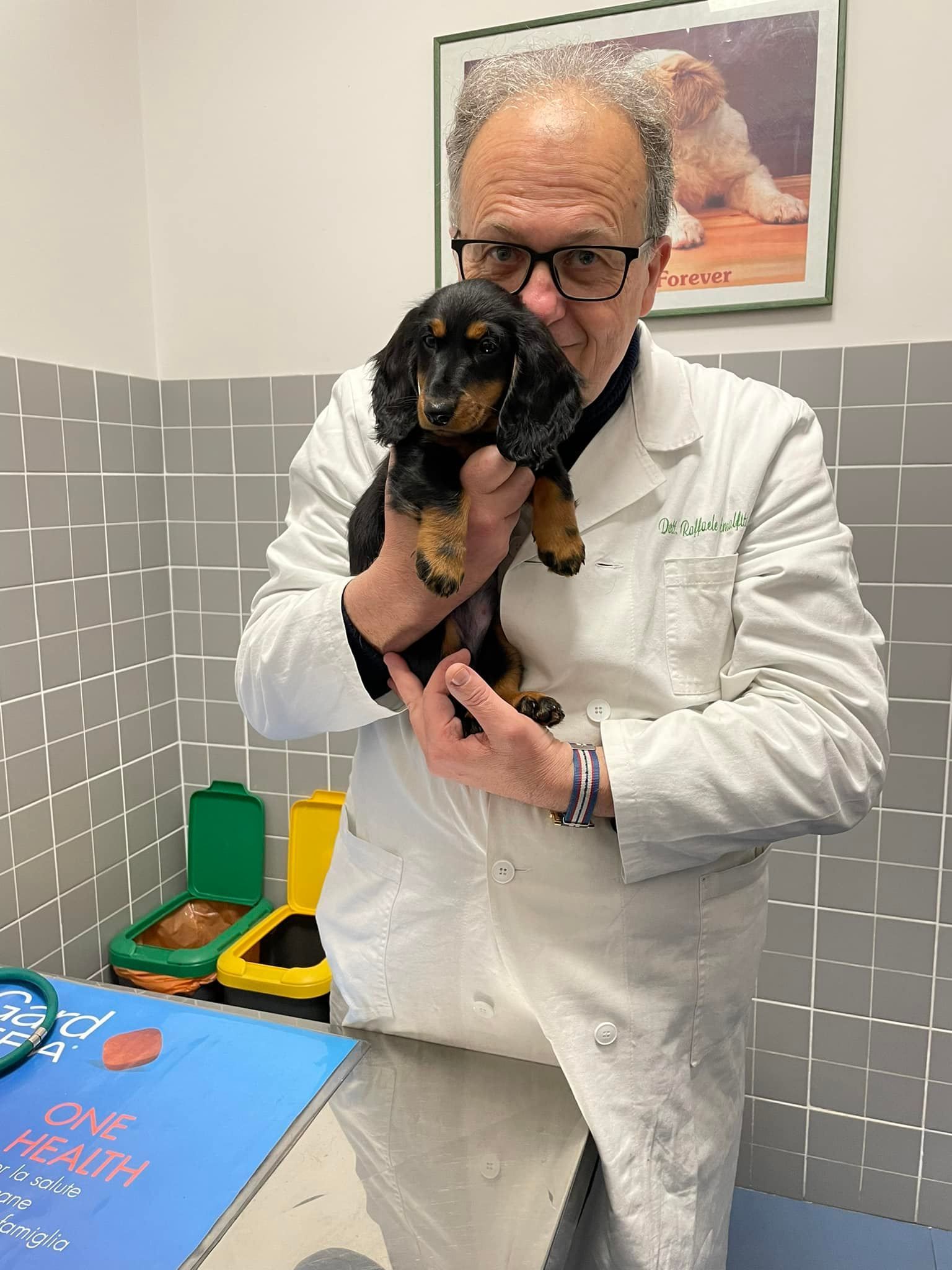 In una sala visite, un veterinario in camice bianco tiene in braccio un piccolo cucciolo di bassotto nero focato.