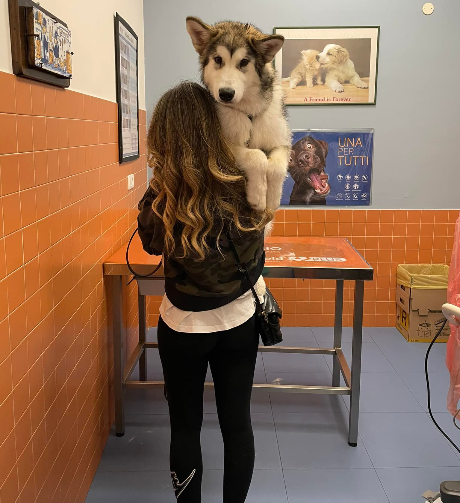 In una clinica con le pareti rivestite di piastrelle arancioni, una donna dai lunghi capelli ondulati tiene in braccio un grosso e soffice cucciolo di Alaskan Malamute.