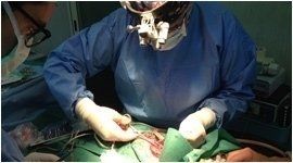 Intervento di chirurgia veterinaria