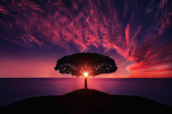 a tree on a hill overlooking the ocean at sunset .