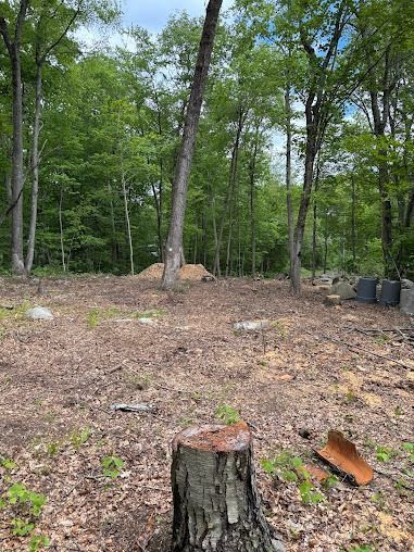 A cleared area in a forest with a tree stump in the foreground, surrounded by trees and leaves.