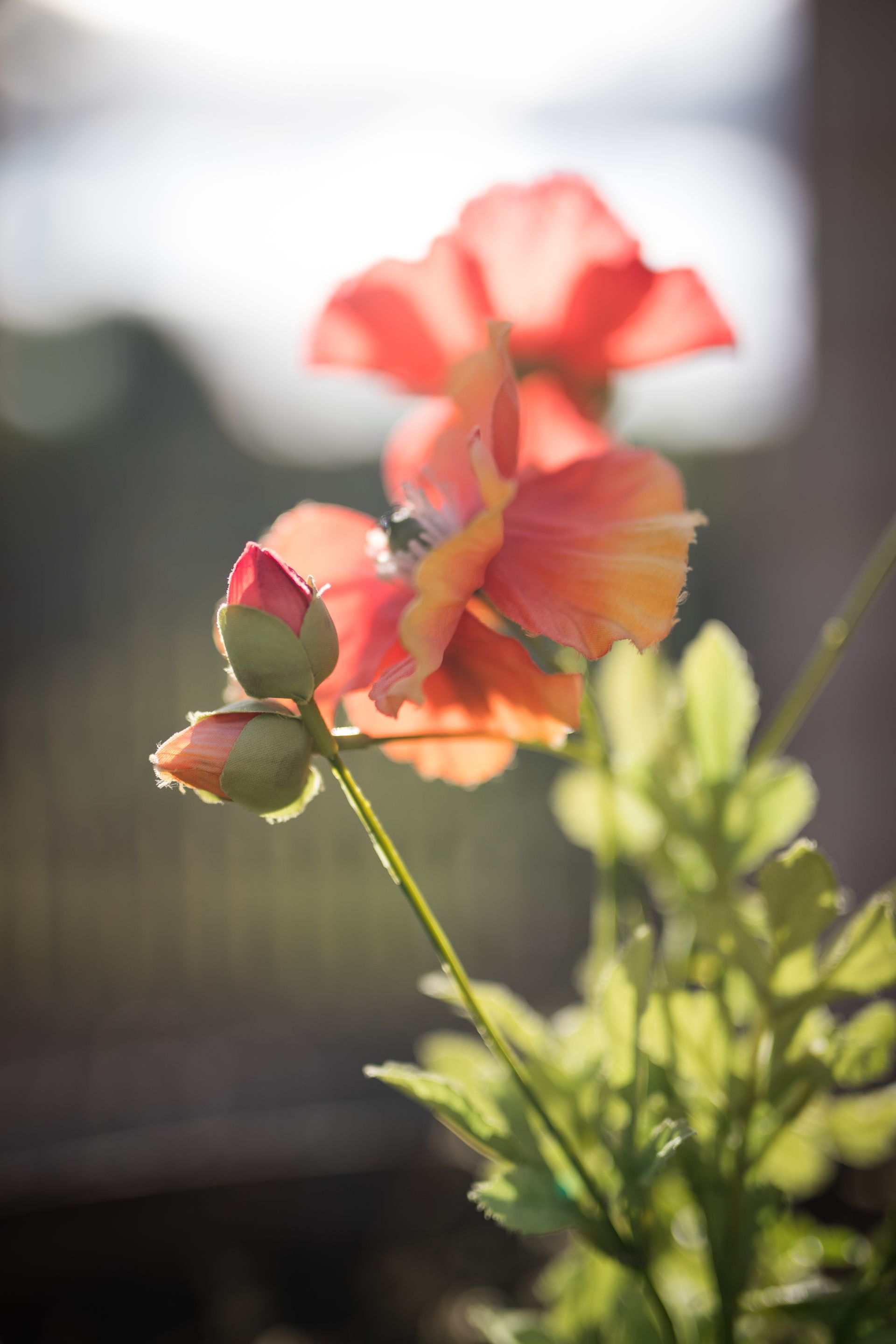 A close up of a flower with a blurry background.