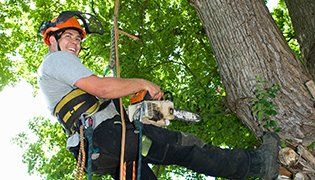 Tree Services — Worker Tree Care in Sacramento, CA