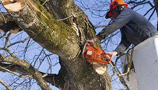 Tree Services Sacramento — Worker Trimming Branch in S