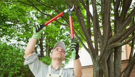Sacramento Tree Care Services — Worker Tree Trimming in Sacramento, CA