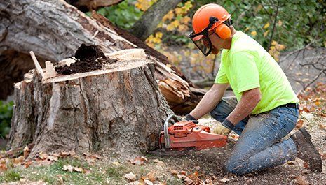 Tree Removal — Worker Removing a Tree Using Chainsaw in Sacramento, CA