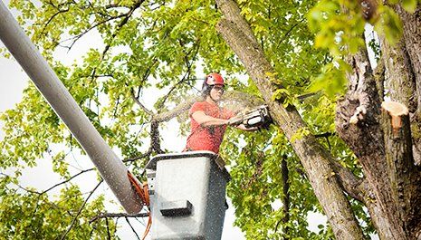 Emergency  Tree Services Sacramento — Tree Trimming in Sacramento, CA