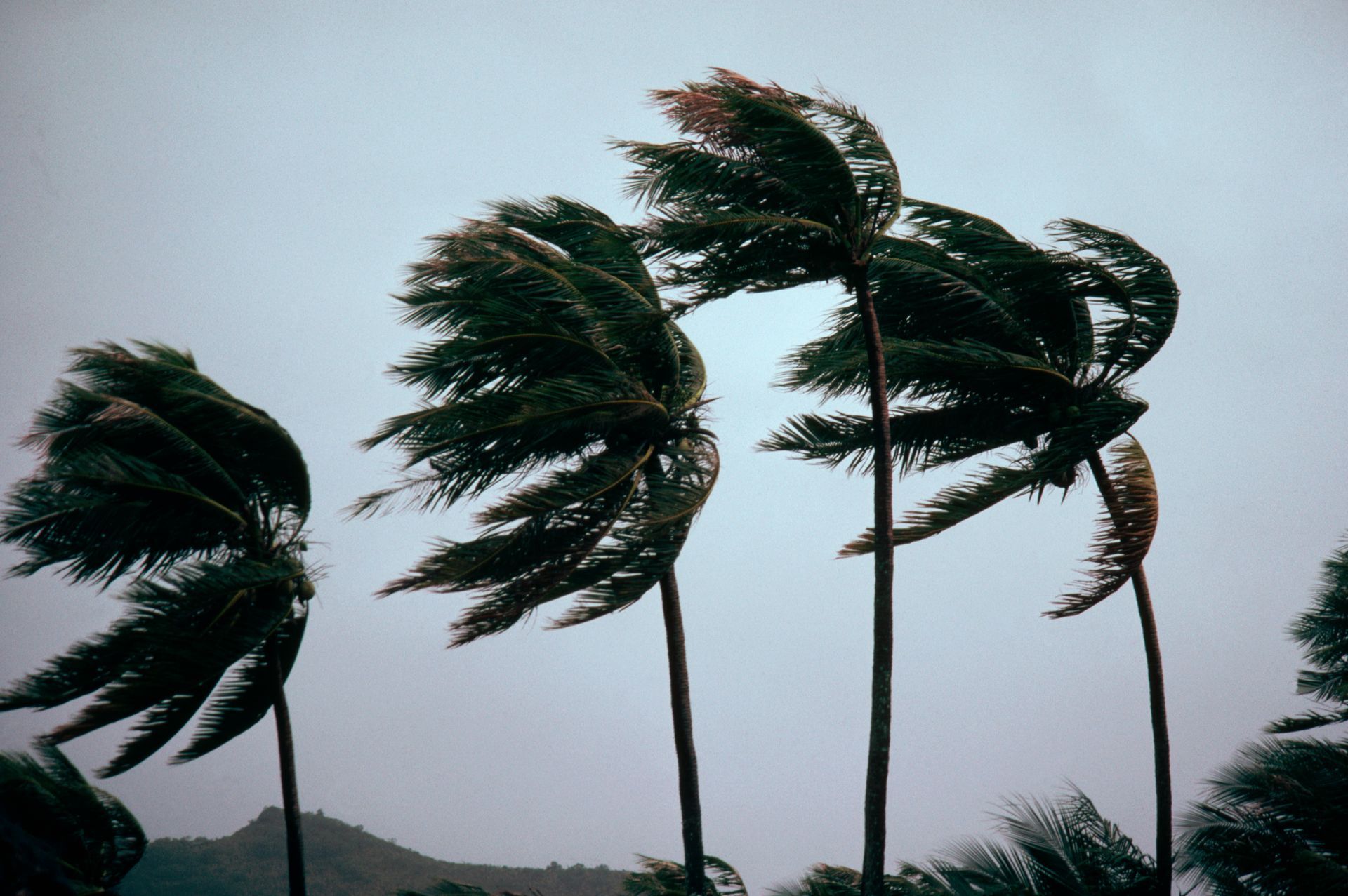 Palm trees blowing in the wind in a hurricane