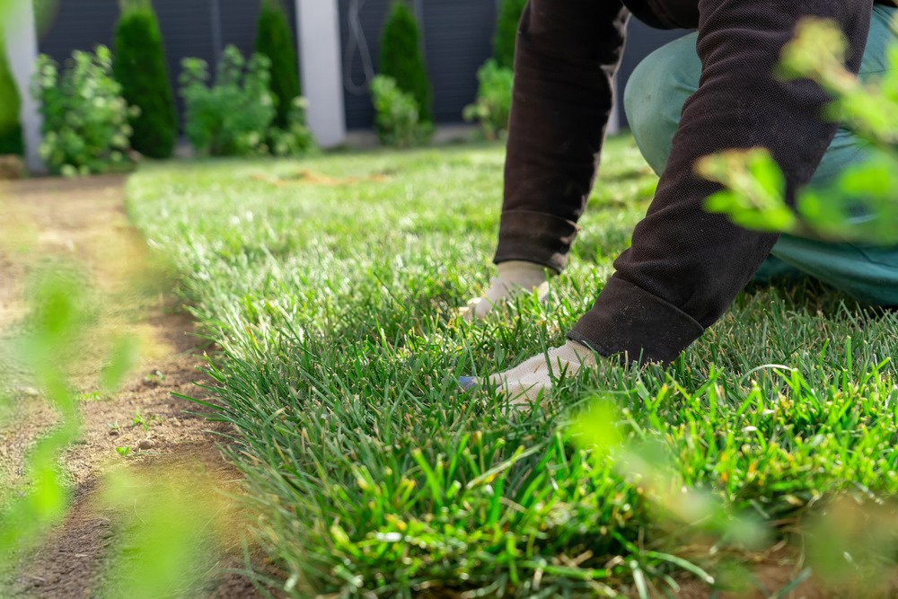 A person is kneeling on the ground cutting grass in a yard.