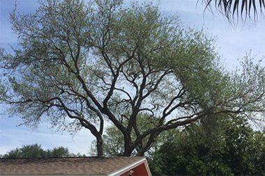 Tree Pruning Removal Stump Grinding St Petersburg Fl On Demand Tree Service