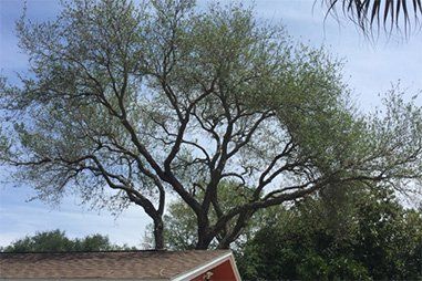 After Tree Service - Tree Trimming, Removal and Stump Grinding in St. Petersburg, Florida