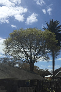 Offers After - Tree Trimming, Removal and Stump Grinding in St. Petersburg, Florida