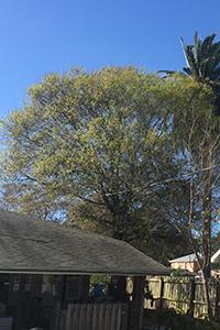 Offers Before - Tree Trimming, Removal and Stump Grinding in St. Petersburg, Florida