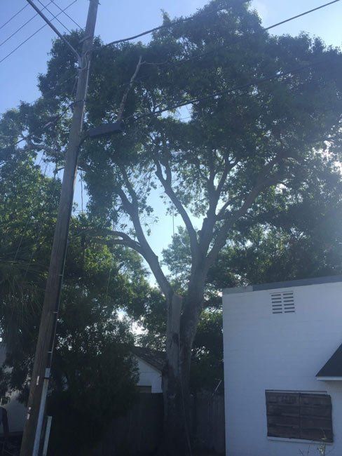 Before Tree Service - Tree Trimming, Removal and Stump Grinding in St. Petersburg, Florida