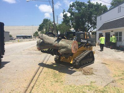 Before Tree Service - Tree Trimming, Removal and Stump Grinding in St. Petersburg, Florida