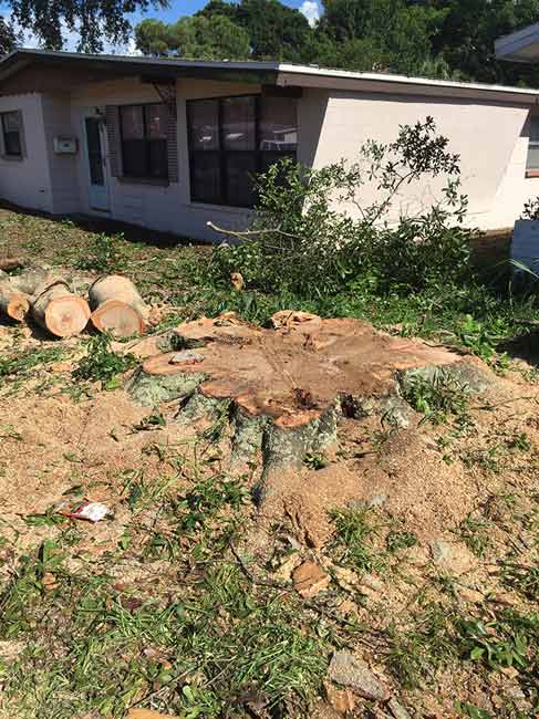 Tree Grinding - Tree Trimming, Removal and Stump Grinding in St. Petersburg, Florida
