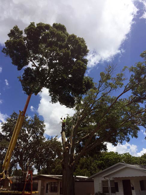 Hedge Pruning - Tree Trimming, Removal and Stump Grinding in St. Petersburg, Florida