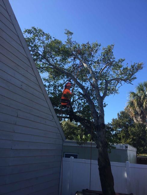 Tree trimming - Tree Trimming, Removal and Stump Grinding in St. Petersburg, Florida