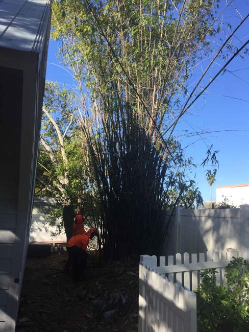 Tree inspection - Tree Trimming, Removal and Stump Grinding in St. Petersburg, Florida