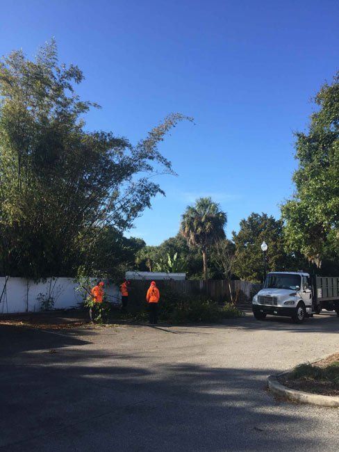 Tree service - Tree Trimming, Removal and Stump Grinding in St. Petersburg, Florida