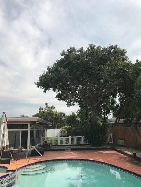 Pool beside tree - Tree Trimming, Removal and Stump Grinding in St. Petersburg, Florida