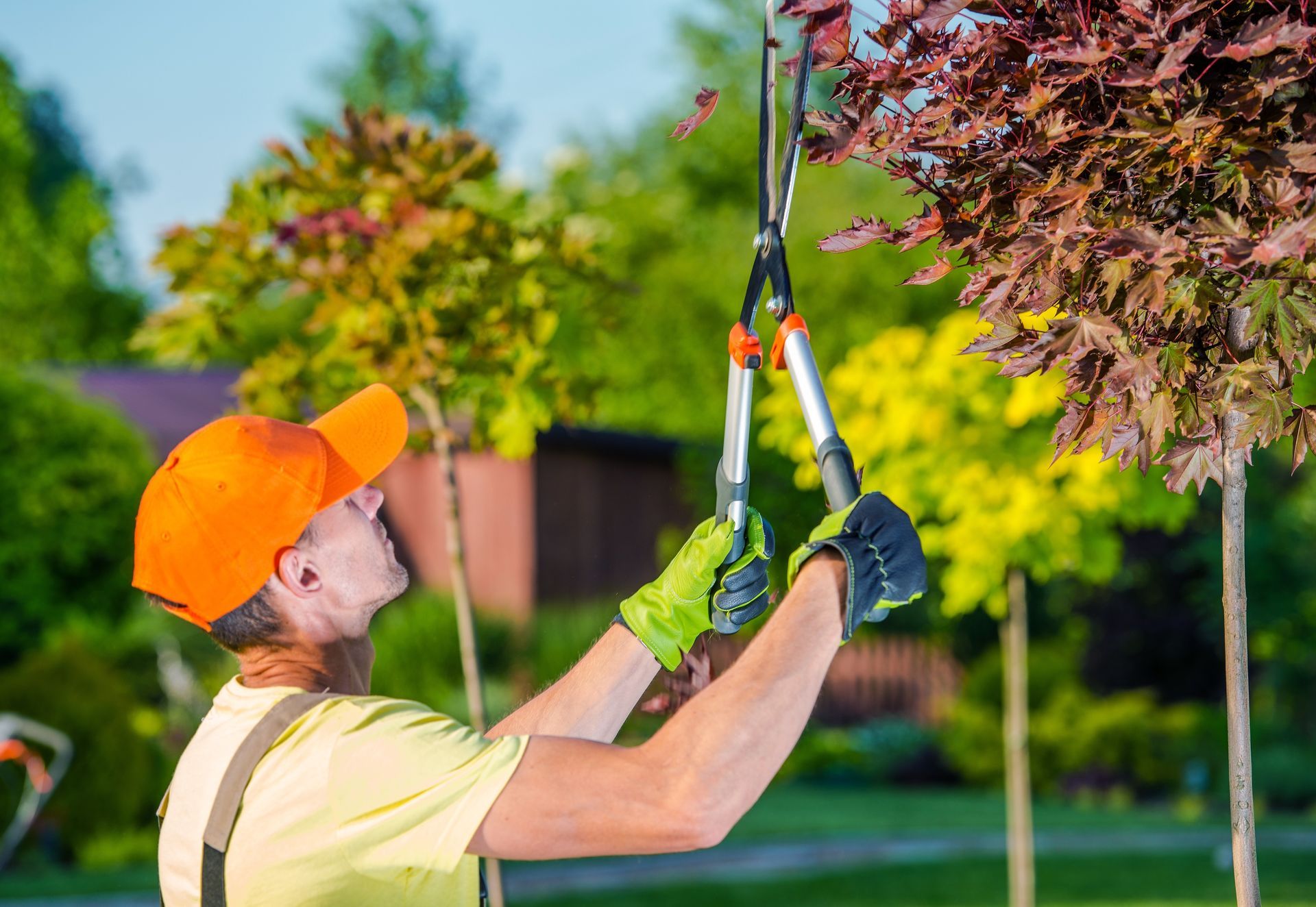 A worker using pruning shears to trim branches on a small landscape tree.