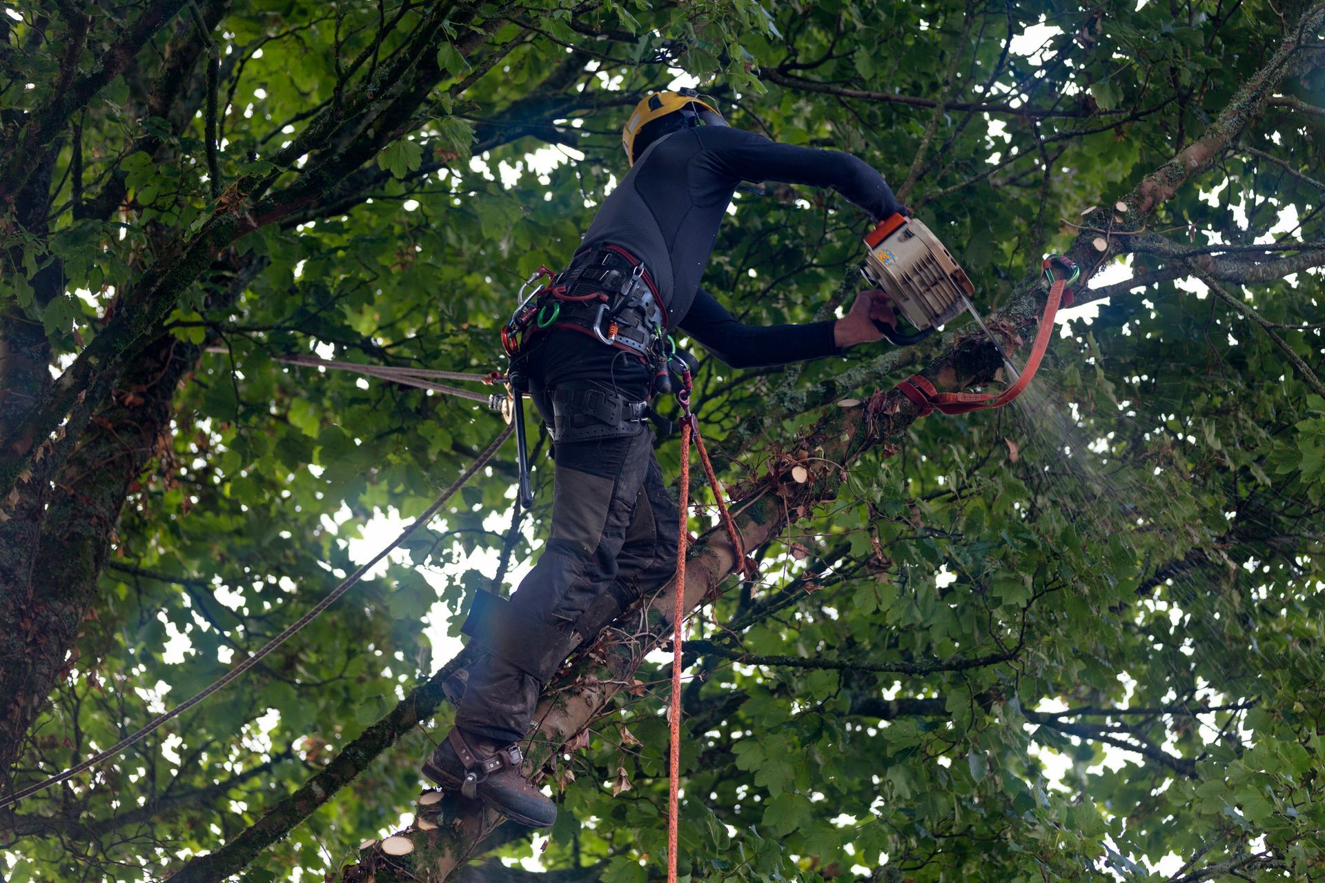 Arborist chopping a sycamore tree, showcasing expert trimming services by On Demand Tree Service in Gulfport, FL.