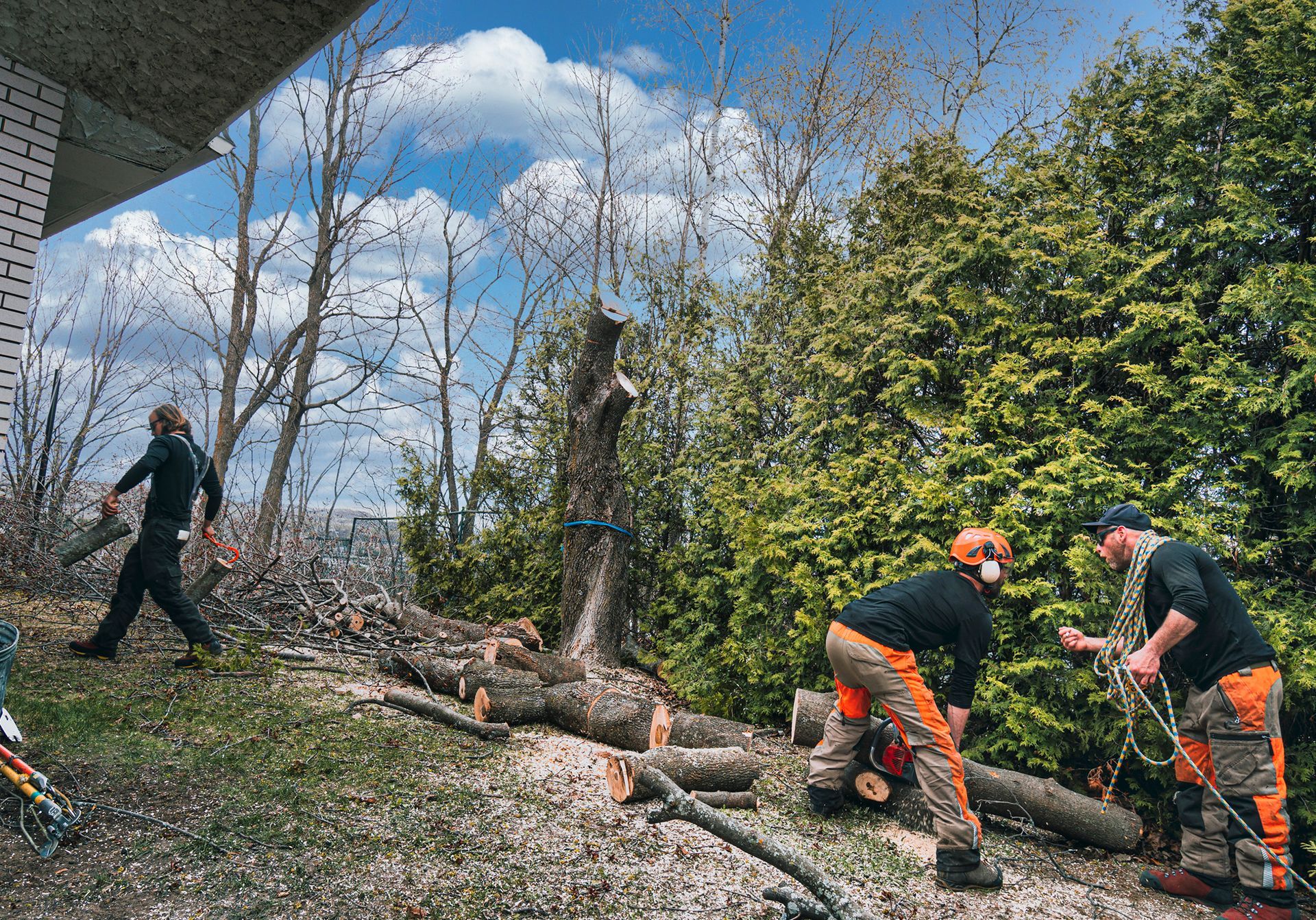 Professional tree removal team safely cutting down a dangerous tree in a residential area. Professional tree removal team safely cutting down a dangerous tree in a residential area.