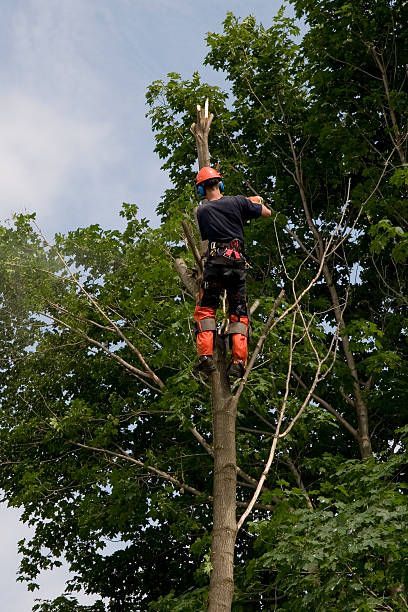 Arborist cuts down a maple tree, highlighting expert trimming services by On Demand Tree Service in Gulfport, FL.