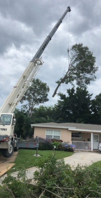 Tree Trimming in St Petersburg, FL | On Demand Tree Service