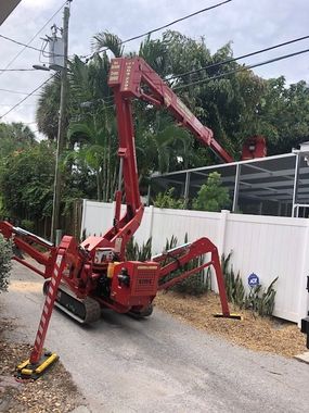 Services Before - Tree Trimming, Removal and Stump Grinding in St. Petersburg, Florida