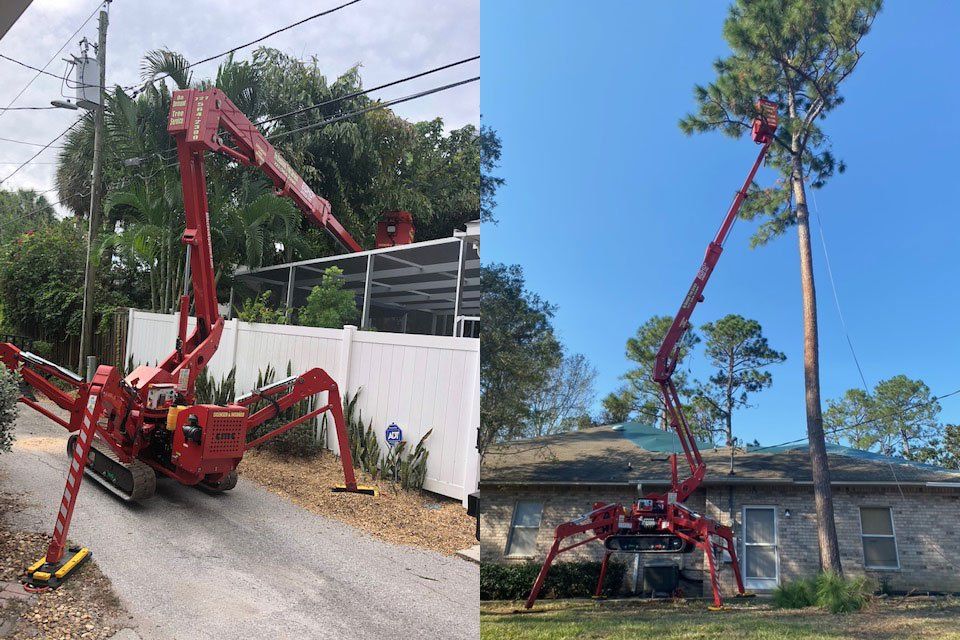 Tree Removal - Tree Trimming, Removal and Stump Grinding in St. Petersburg, Florida