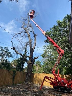 Service Work - Tree Trimming, Removal and Stump Grinding in St. Petersburg, Florida