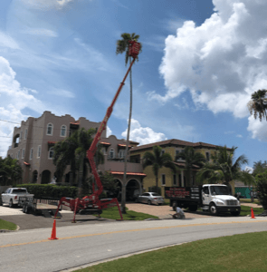 Palm Removal - Tree Trimming, Removal and Stump Grinding in St. Petersburg, Florida