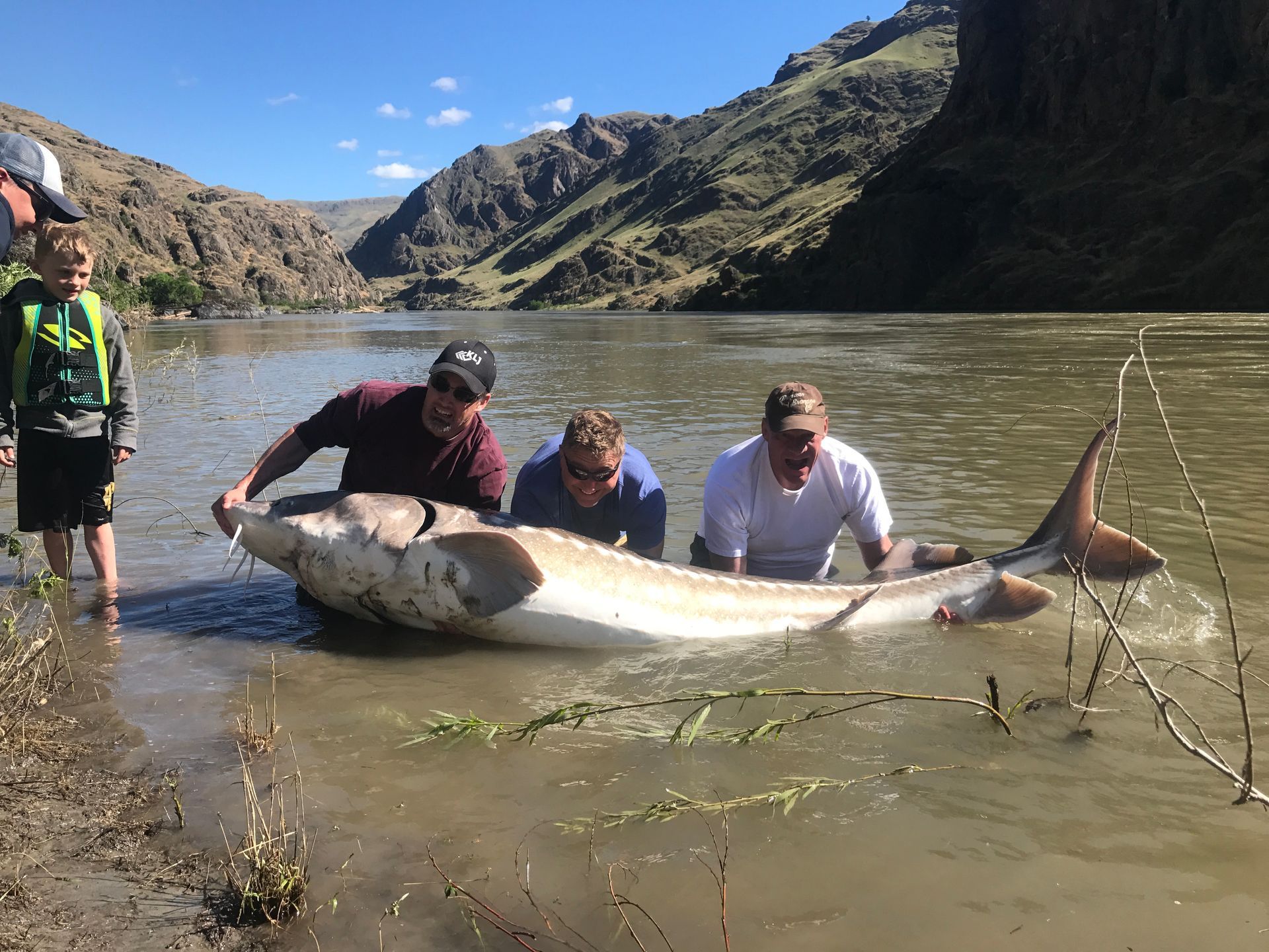 sturgeon guide ID