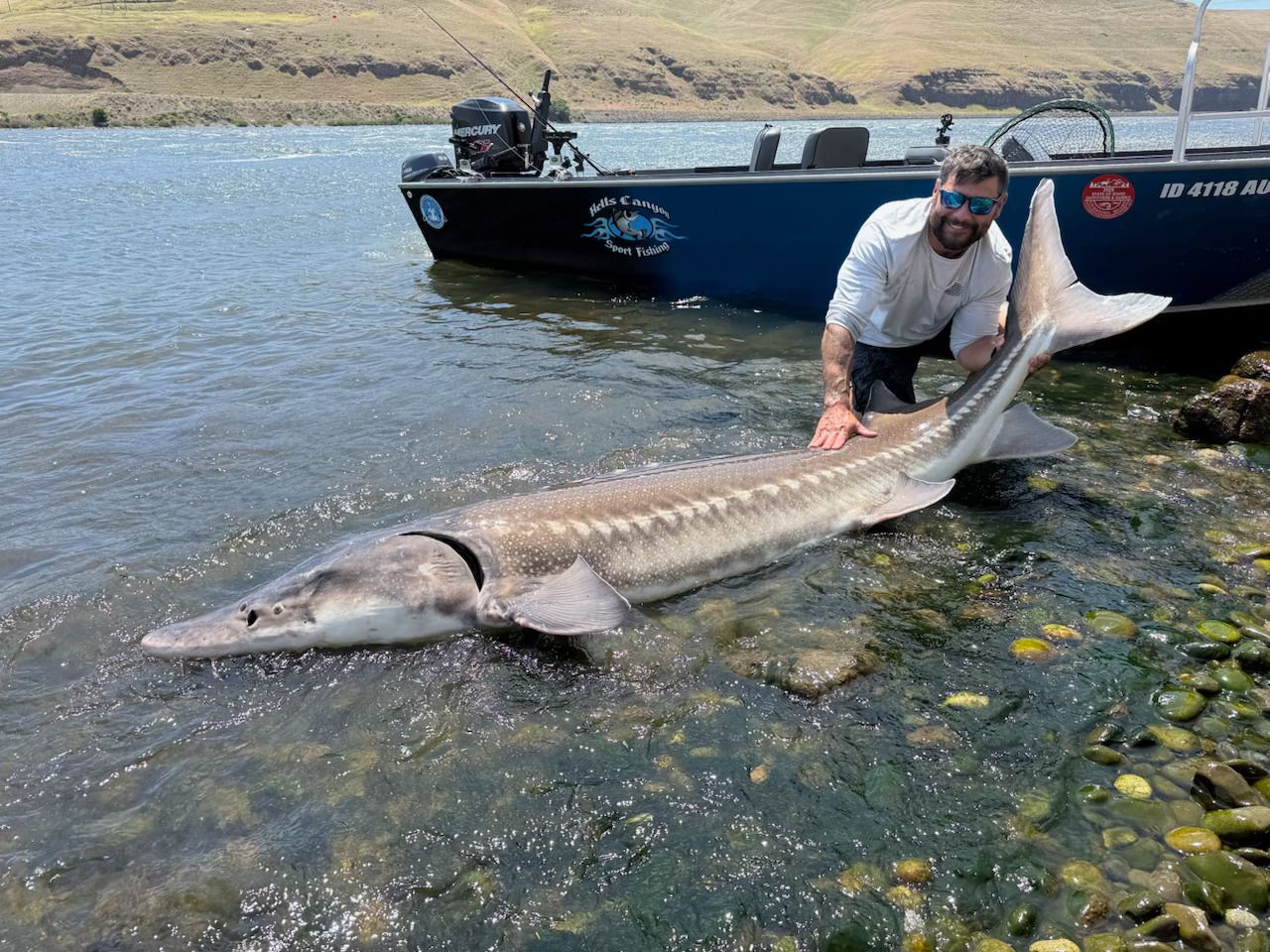 white sturgeon idaho