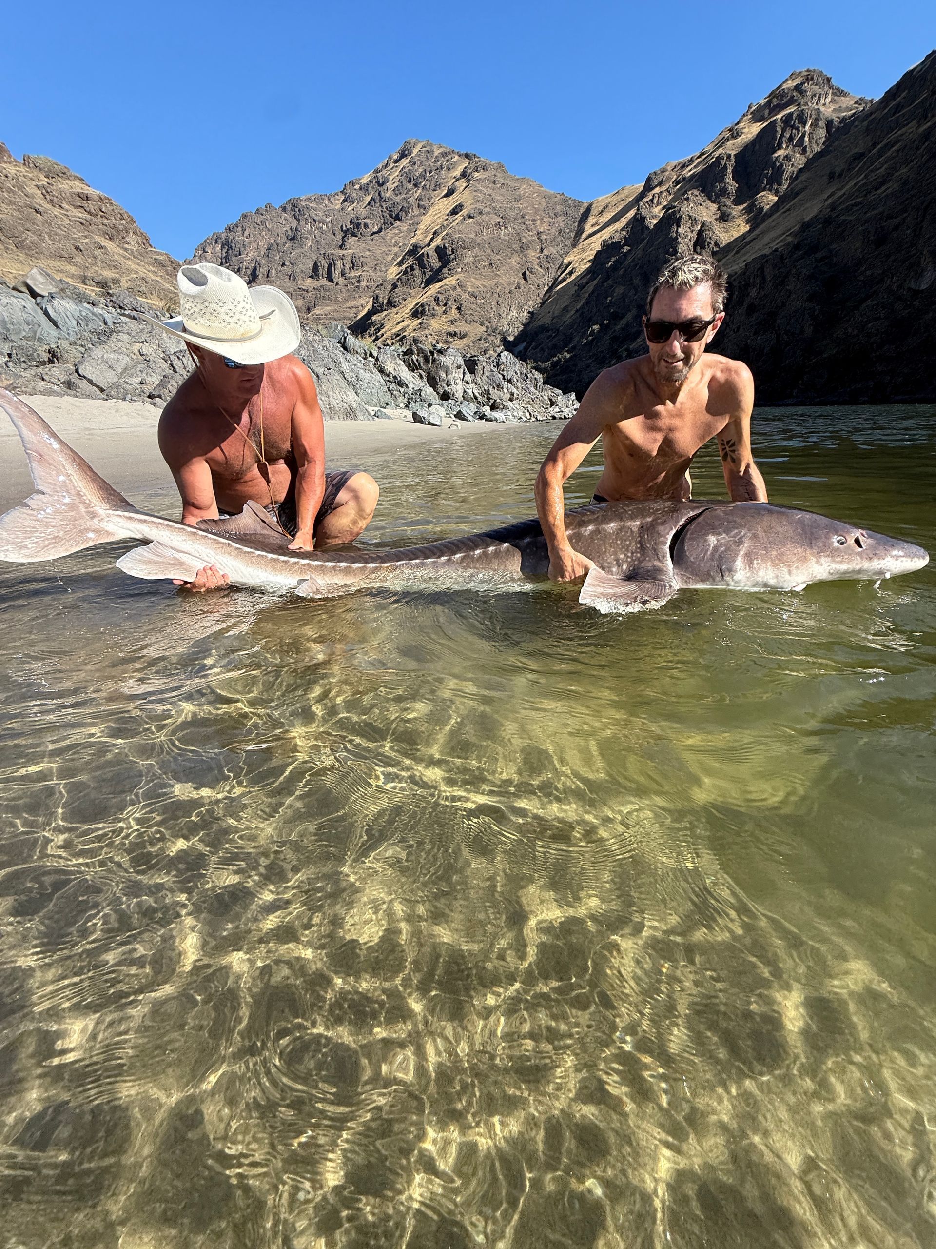 sturgeon guide ID