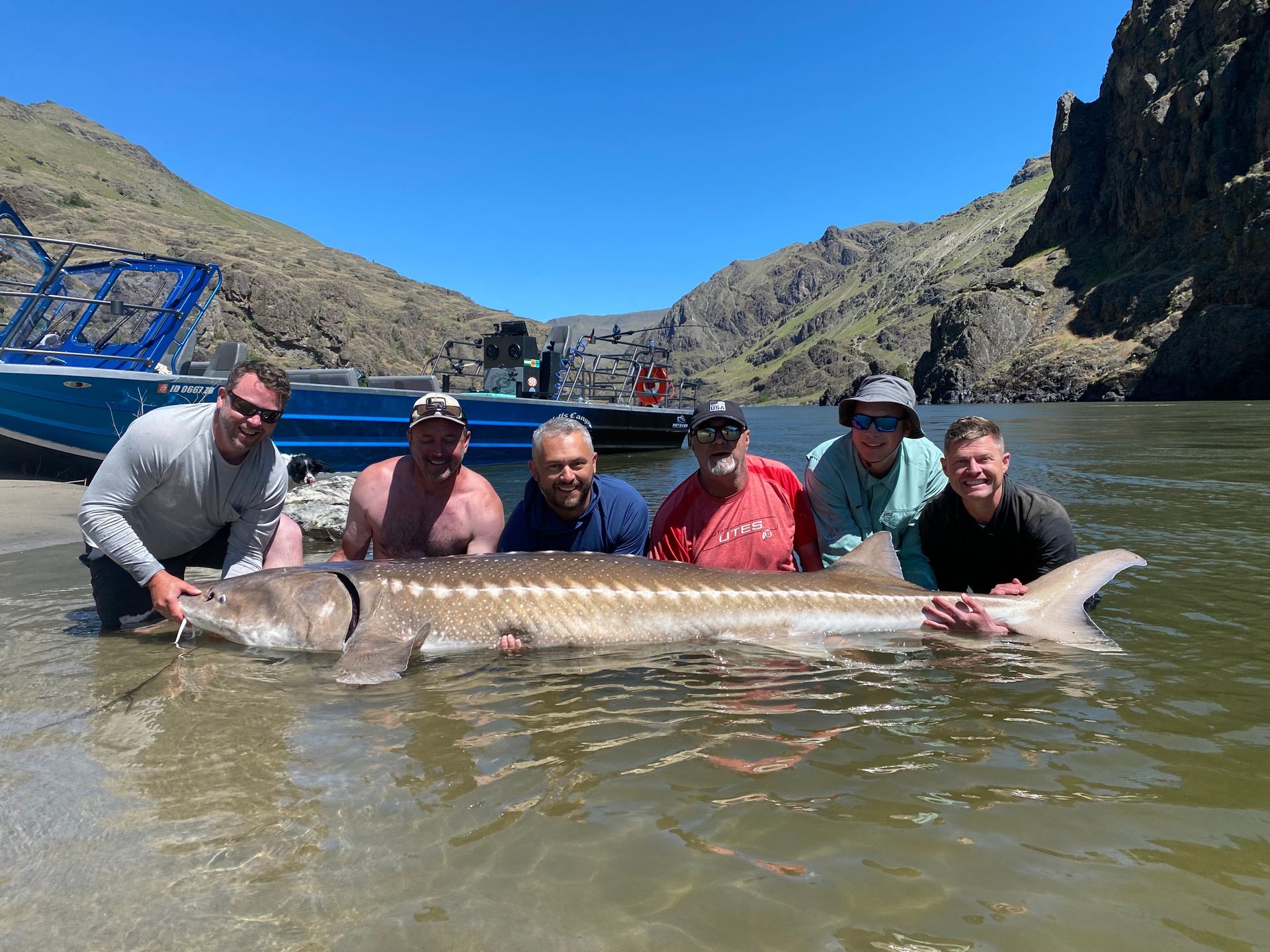 summer fishing for sturgeon ID