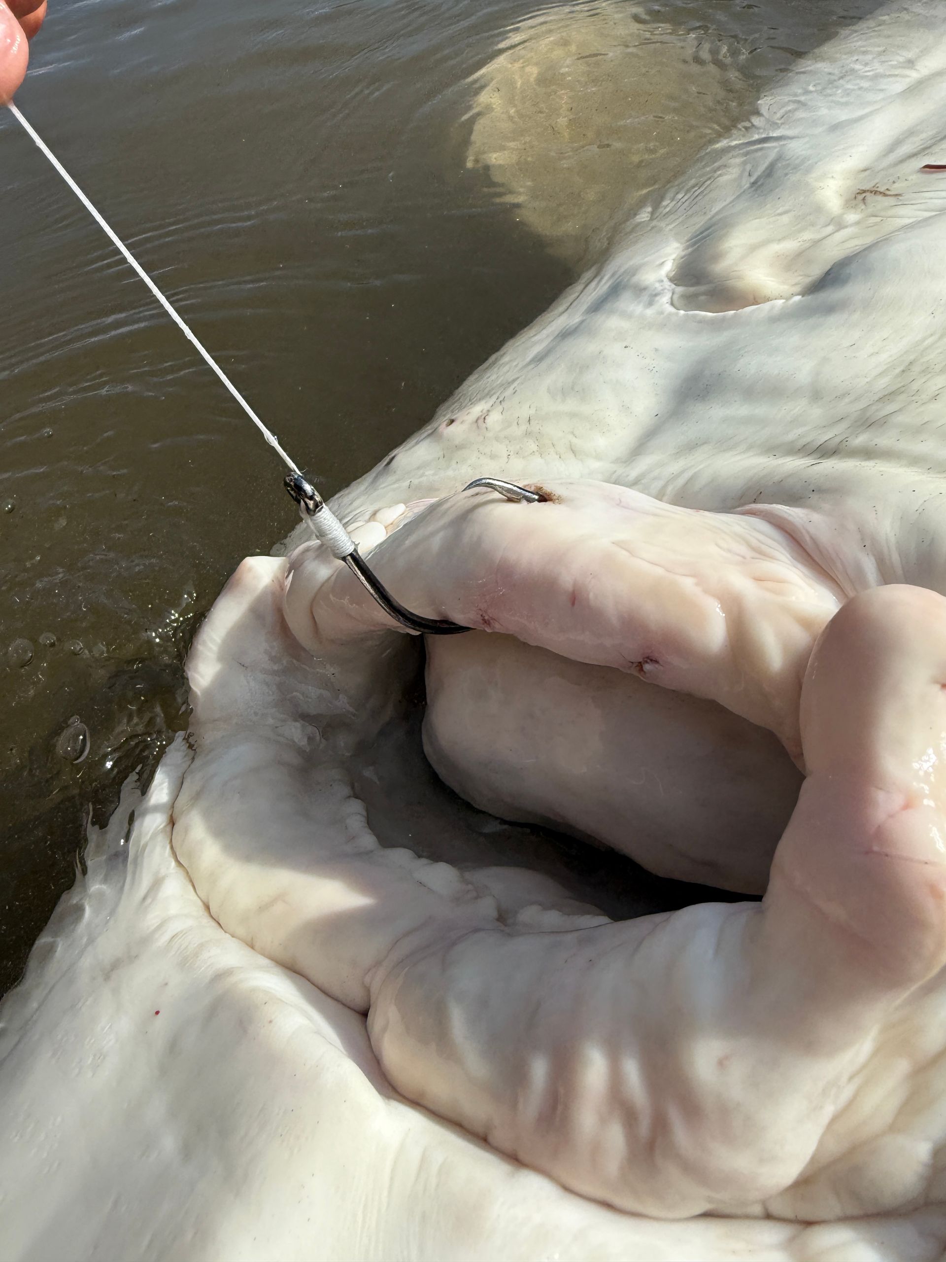 Guided Sturgeon Fishing Idaho