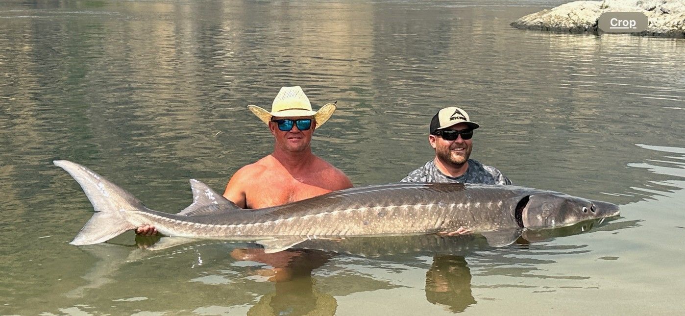 big sturgeon caught