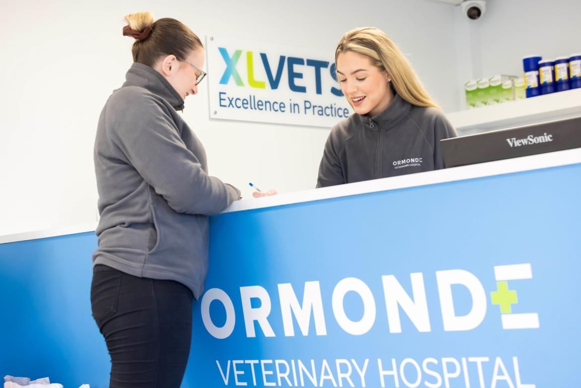 Cow looking at a person holding a tablet in a barn setting.