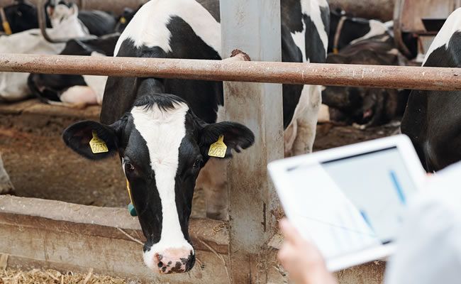 Cow looking at a person holding a tablet in a barn setting.
