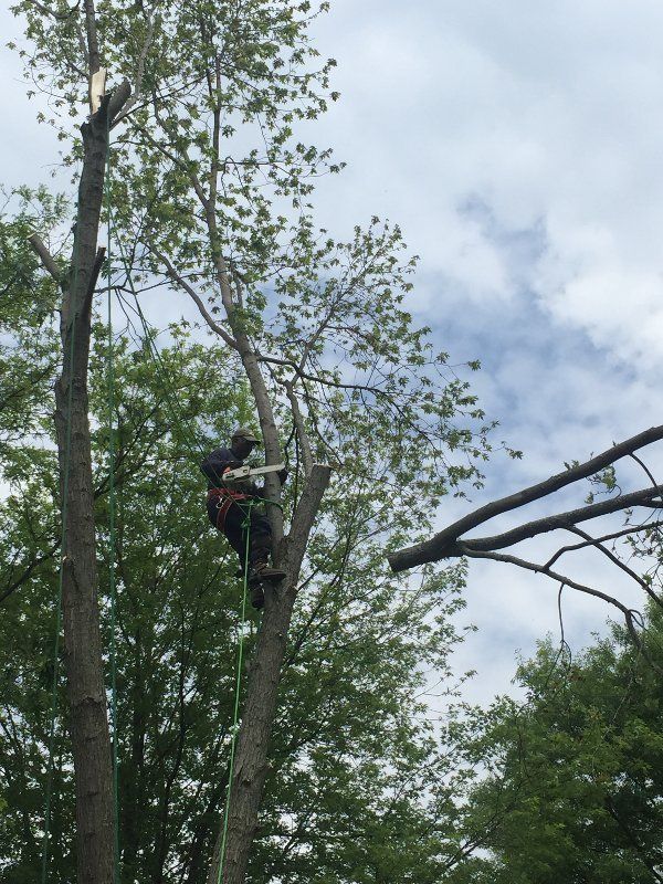Trimming A Tree — Westerville, OH — W. E. Miller Tree Service